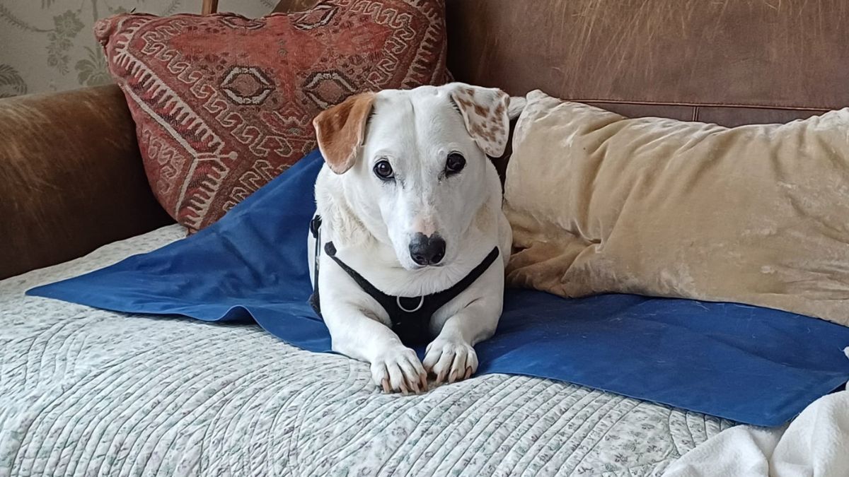 A dog lies calmly on a blue mat laid out on a sofa.